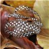 Order  Autumn Leaves Ribbon - Organza Dots Brown/White